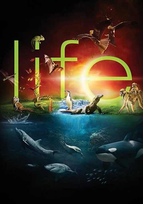 BBC Life 2009 720p 10bit BluRay x265 HEVC budgetbits