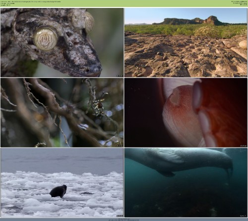 BBC Life 2009 720p 10bit BluRay x265 HEVC budgetbits